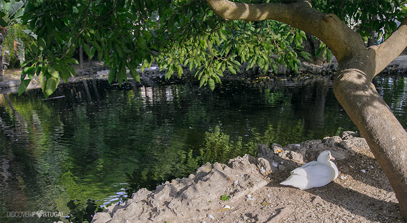 пруд в саду Necessidades