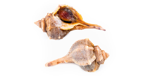 Búzios