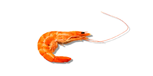Gambas