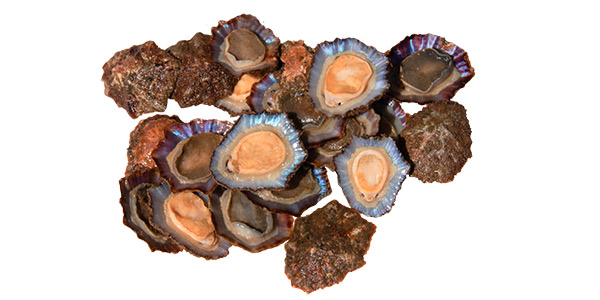 Lapas