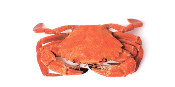 Navalheira