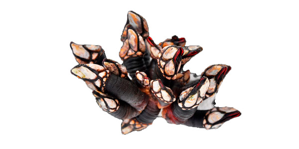 Percebes