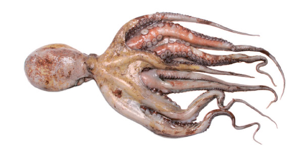 Polvo