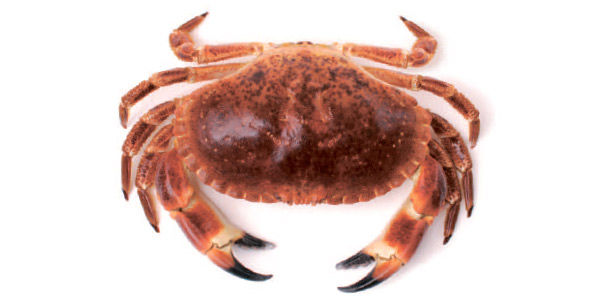 Sapateira