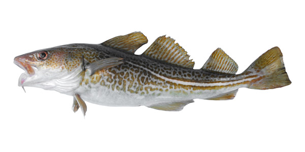 Bacalhau