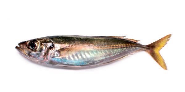 Carapau