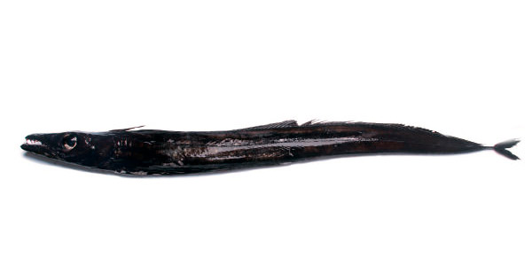 Peixe-espada