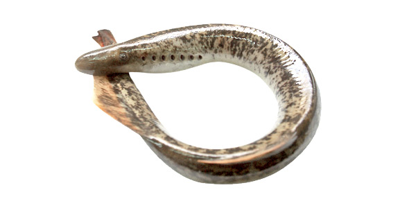 Lampreia