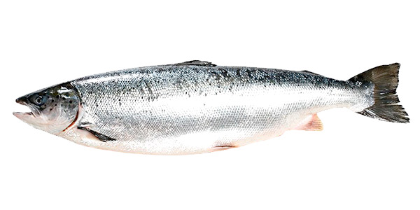 Salmão