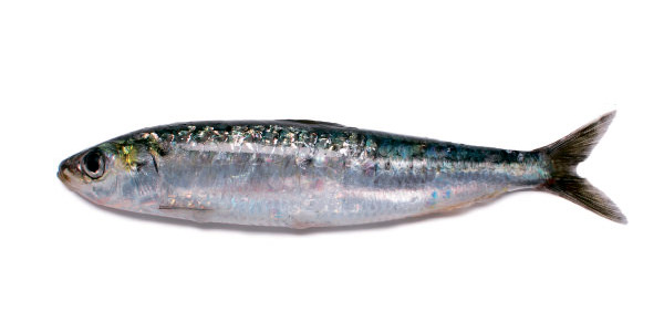 Sardinha