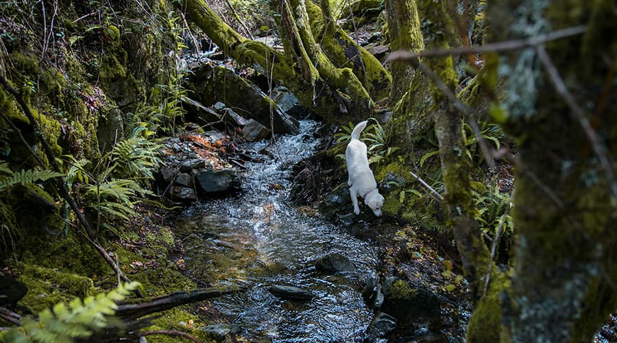 водопады