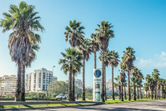 palm.jpg